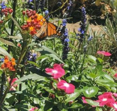 Escondido Landscape Makeover Winner Goes From Weeds To Wow Water News